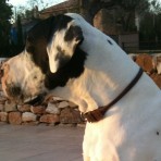 King-Doguen de Obiscos